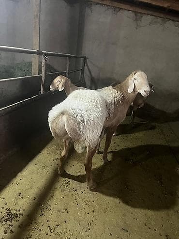 дом для кош: Продаю | Баран (самец) | Арашан — 6