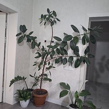 фикусы: Фикус 3500сом срочно. Бишкек. Самовывоз — 1