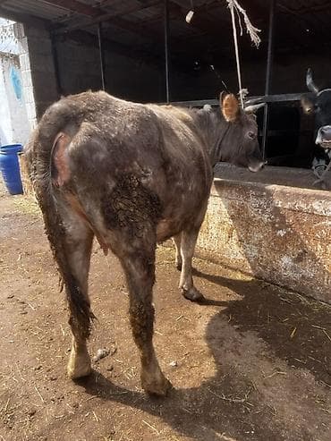 Продаю | Корова (самка) | Для молока | Стельные — 9