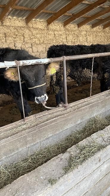 девушки талас: Продаю | Бык (самец) | На откорм, Для разведения — 7