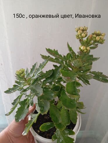 Каланхоэ (комнатный суккулент) с оранжевыми махровыми цветками. - at lalafo.kg Каланхоэ (комнатный суккулент) с оранжевыми махровыми цветками. -