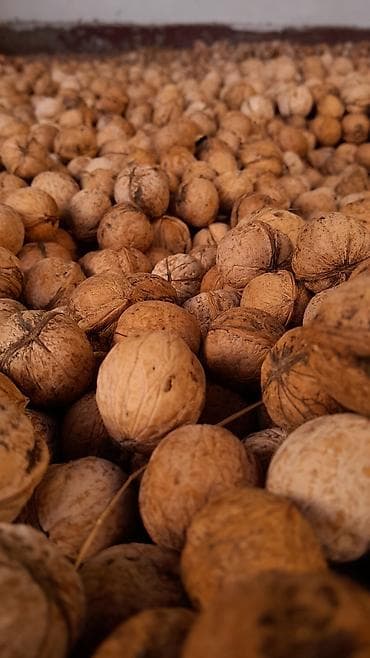 Продаю грецкие орехи. Размер орехов средний . После сортировки вышло