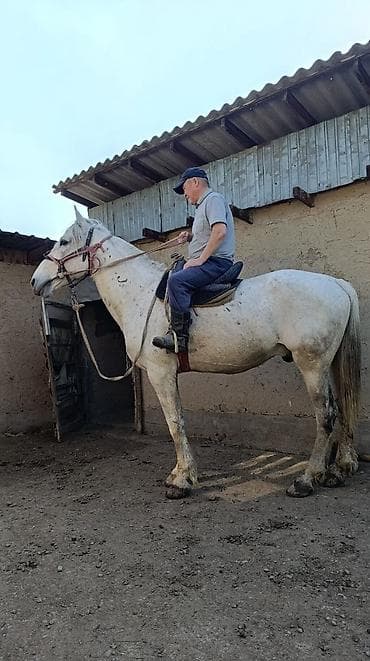 обмен лошат: Продаю | Жеребец | Для разведения — 7