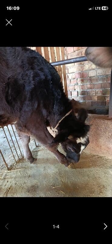 мука на корм: Продаю | Тёлка | На откорм, Для разведения, Для молока | Привязанные — 3