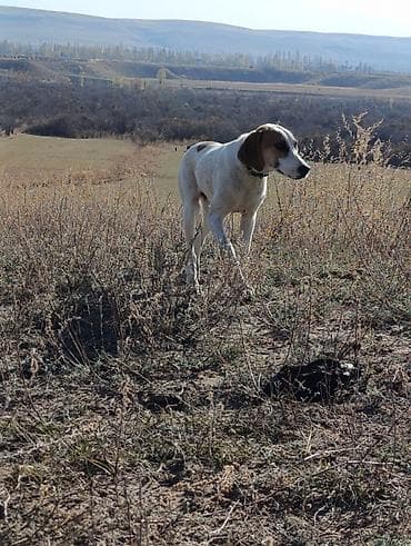 гончак собака: 7 месяцев, Самец, С прививкой — 3