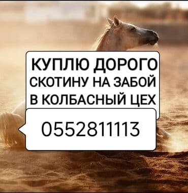 самые большие породы собак: Куплю | Коровы, быки, Лошади, кони | Круглосуточно, Любое состояние, Забитый — 2