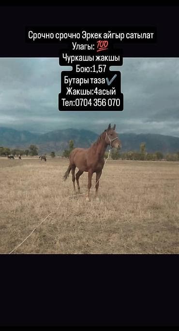 Лошади, кони: Продаю | Конь (самец) — 1