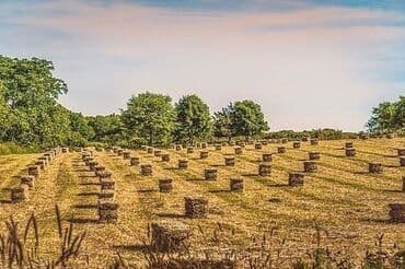 купить кукурузу на корм: Сено : Размер Стандар — 2