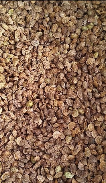 Продаю семена эспарцета