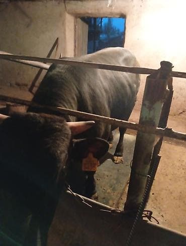 рабочий аттар: Продаю | Бык (самец) | На откорм | Племенные — 7