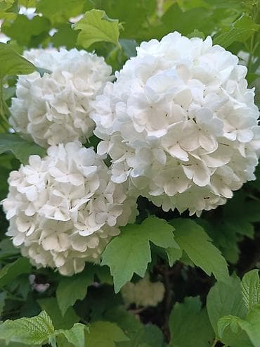 малина поле: Калина бульденеж (Viburnum opulus ‘Roseum’) Огромный бульденеж — 2