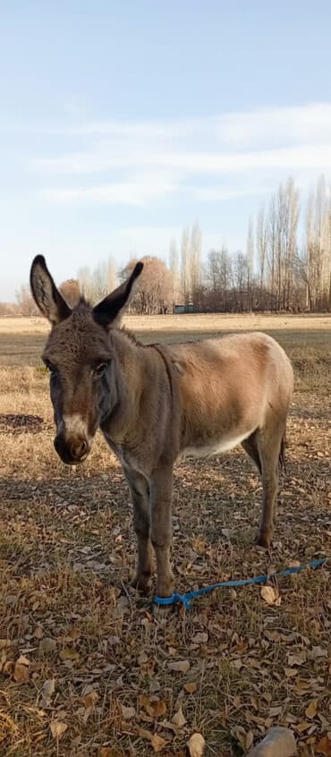 домики для собаки: Продаю | Конь (самец) — 1