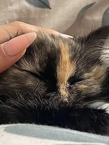 сиамские кошки котята: Пушистый котёнок - Порода/тип: домашняя длинношёрстная кошка - — 1