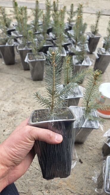 купить декоративные деревья: Ель голубая Саженцы голубой ели продаю ель голубая в контейнере — 3