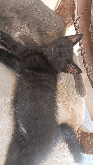 кошки г ош: Девочка, Приучена к лотку — 2