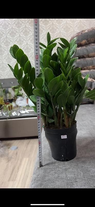 Женское счастье (Спатифиллюм): Замиокулькас (Zamioculcas zamiifolia) в горшке. - Высота растения с — 1