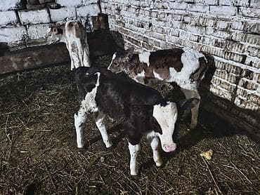 поилка для крс: Продаю | Музоо, торпок | На откорм | Искусственник — 10