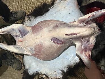 акун мука: КАСАПЧЫ сойуу,жиликтоо, куйкало,чучук жасоэт бышыруу чалыныздар!!! — 2