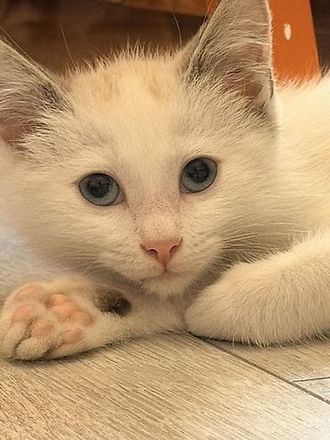Животные: Котёнок 1.5 месяца, мальчик, с голубыми глазами. Мы зовем его — 6