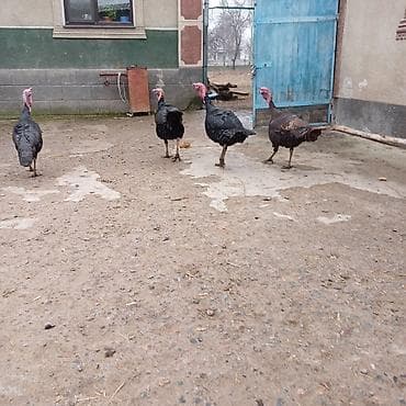 Айыл-чарба жаныбарлары: Сатам | Эркек күрп | Кара ханзаада | Көбөйтүү үчүн | Асыл тукумдуу — 3