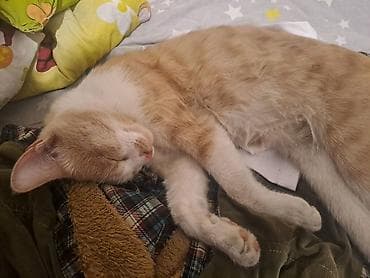 продам друга: Кошка даром: Беспородная, 9 месяцев, Мальчик, Приучена к лотку — 2