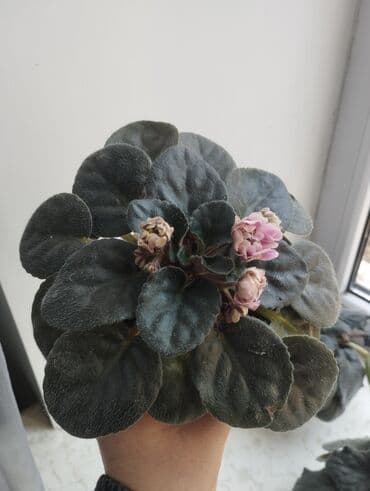 аэратор для рыб: Продаю фиалки есть детки — 7