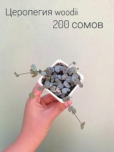 Бөлмө өсүмдүктөрү: 🌿 Комнатные цветы (укоренённые черенки/молодые растения/взрослые — 3