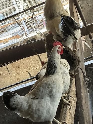 Продаю | Куры | Полубрама, Домашняя, Кучинская | На забой, Для разведения, Несушки at lalafo.kg Продаю | Куры | Полубрама, Домашняя, Кучинская | На забой, Для разведения, Несушки