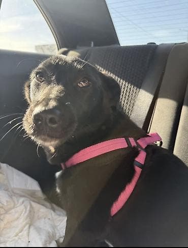 Зоотовары: Собака даром: 8 месяцев, Самка, С прививкой, С родословной — 1