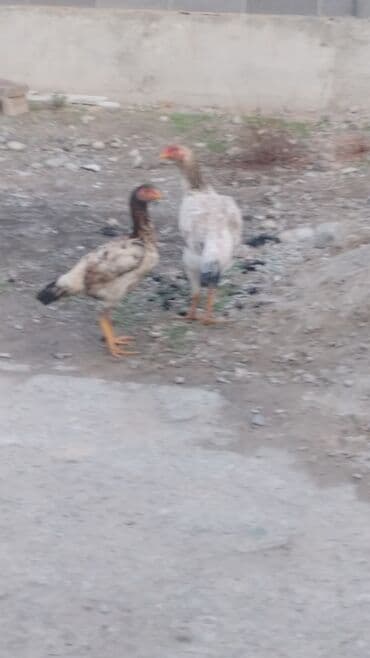 цены породистых собак: Продаю | Куры | Дакан | Для разведения — 2