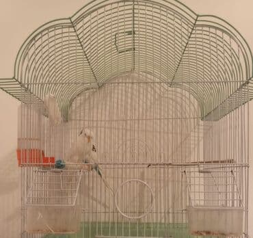 Ветеринар кызматы: Волнистые попугаи с клеткой. Состав набора: - Пара волнистых — 3