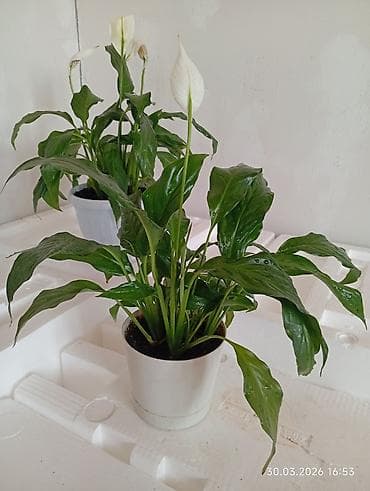 комнатные цветы в бишкеке: Распродажа комнатных цветов!!!🪴🌵🌱 — 9