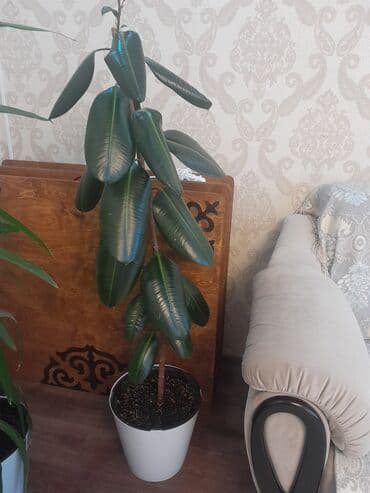 примула комнатные: Комнатные растения в декоративных кашпо - Фикус эластика (Ficus — 1