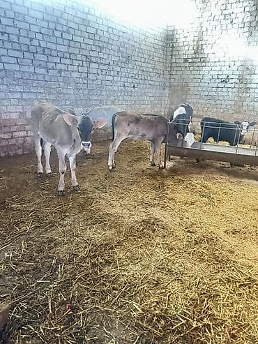 Продаю | Бык (самец), Тёлка, Музоо, торпок | На откорм at lalafo.kg Продаю | Бык (самец), Тёлка, Музоо, торпок | На откорм