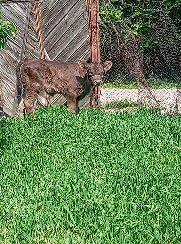 жаныбарлар: Сатам | Кунаажын | Алатоолук | Бордоп семиртүү үчүн | Байланган — 1