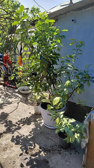 три лимона: Продаются лимоны адрес,по жебек желу между старым автовокзалом и — 7