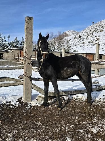 Продаю | Конь (самец) | Кара Жорго | Для разведения, Конный спорт, Рабочий | Племенные