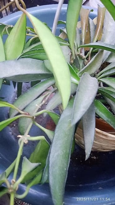 временная: Хойя вариегатная (Hoya carnosa variegata) — компактные укоренённые — 7