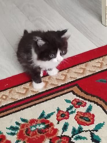 Кошки: Котята, домашние, ласковые и игривые. Дата выпуска 13 апреля — 2
