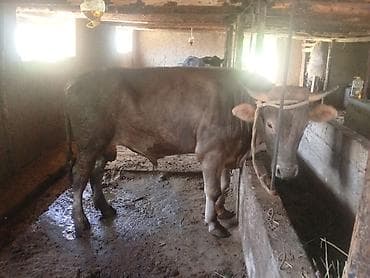 Продаю | Бык (самец) | На откорм | Привязанные at lalafo.kg Продаю | Бык (самец) | На откорм | Привязанные