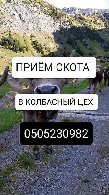 Колбасный цех : Коровы, быки, Лошади, кони, Другие с/х животные, | Забитый, Круглосуточно, Любое состояние