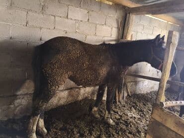 сколько стоит собака породы доберман: Продаю | Жеребец | Рабочий — 2