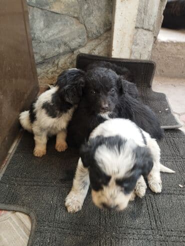 сабака шинки дворняшки: Даром дворняшки.7 октября родились . район турбазы Бишкек — 6