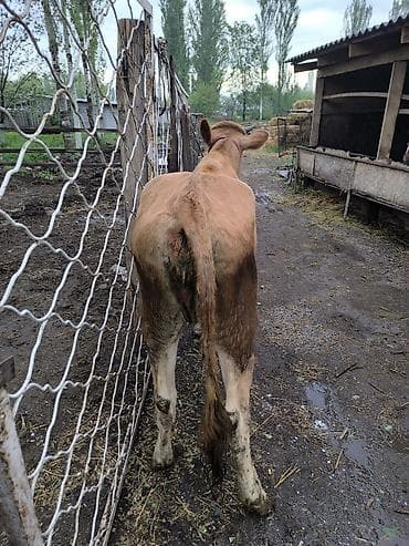 телки коровы: Продаю | Тёлка | На откорм | Отела не было — 9