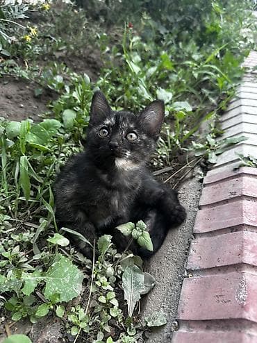 купить ежика бишкек: Отдам котенка в хорошие руки. Китайка трех цветный 😍. Очень игривый — 1