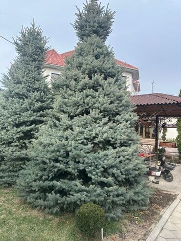 где можно купить саженцы павловния в кыргызстане: Саженцы деревьев: Ели — 4