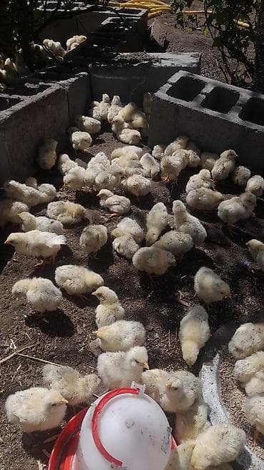 сокол птица цена: Продаю | Цыплята | Бройлерная | На забой — 1