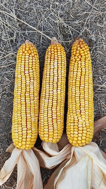 косим кукурузу: В наличии семена среднепоздних гибридов кукурузы: - PL-618 (ФАО 550) — 4