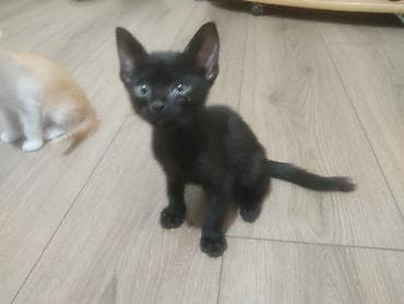 кошка беловодск: Здравствуйте, отдам котята в добрые руки бесплатно! Они очень умные — 3
