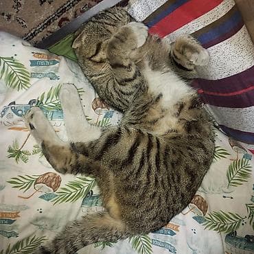 котята шотландцы: Скотиш Фолд (Шотландская вислоухая), 2 года, Мальчик — 4